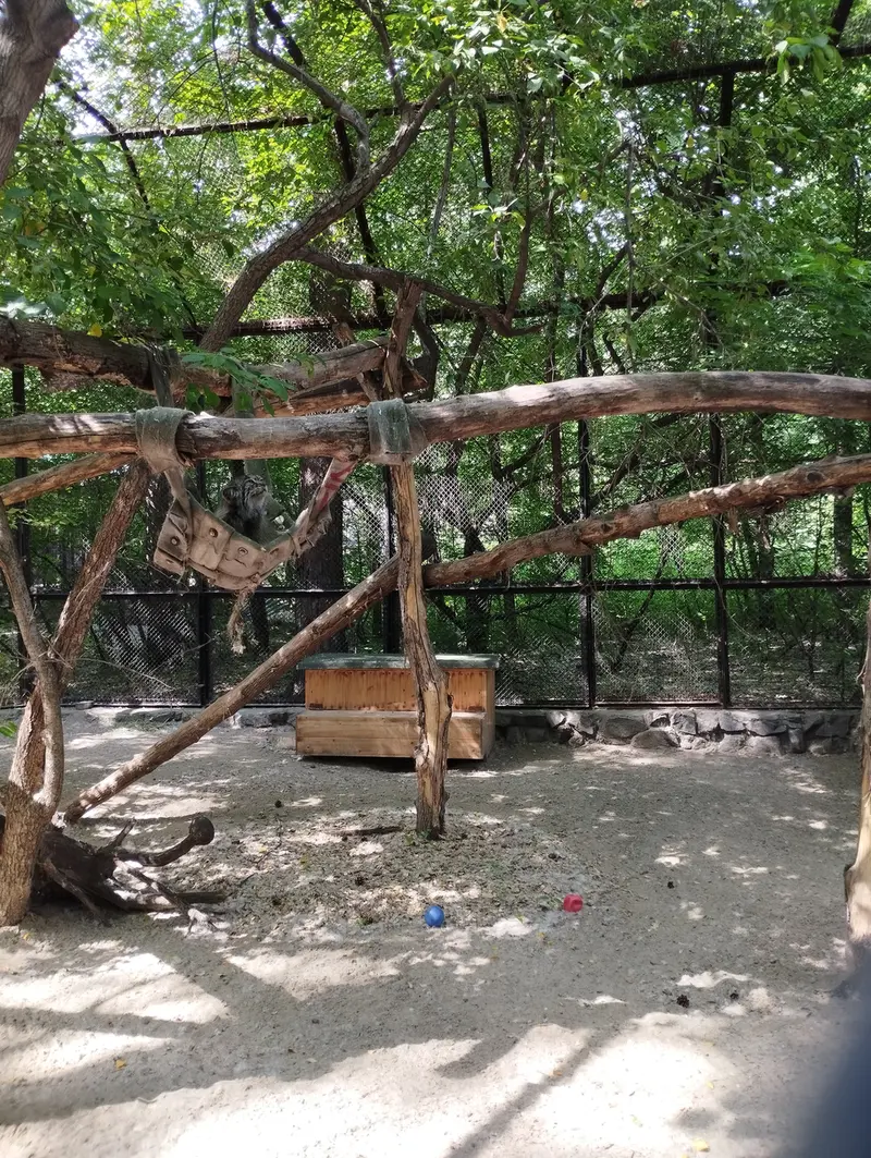 A photograph of a Pallas's cat in Novosibirsk Zoo