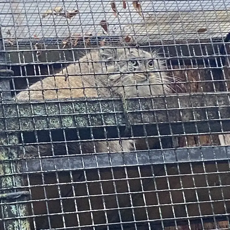 A photograph of Shu in Leningrad zoo