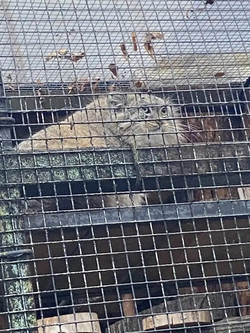 A photograph of Shu in Leningrad zoo