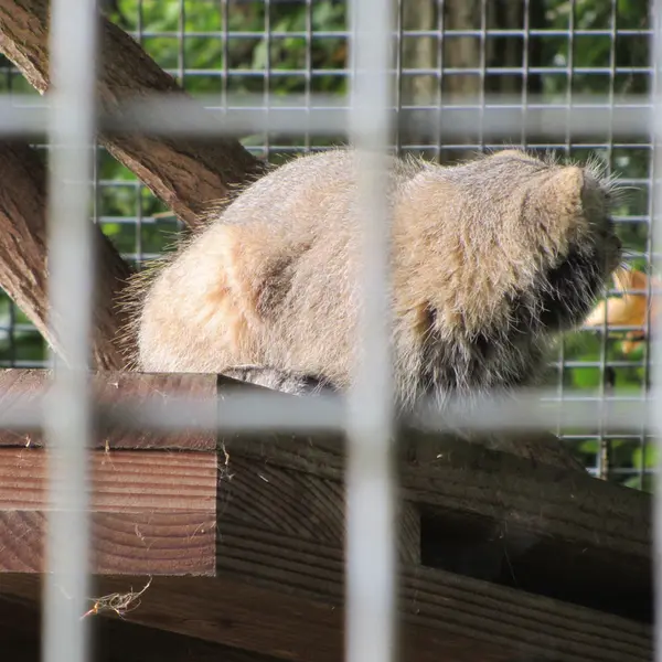 A photograph of Karl-Heinz in Saarbrücken Zoo