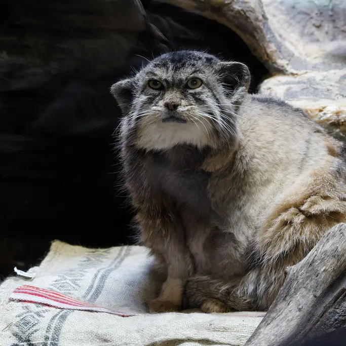A photograph of Primula in Ueno Zoological Gardens