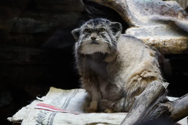 A photograph of Primula in Ueno Zoological Gardens