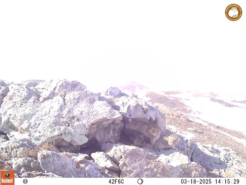 A photograph of Pika from Besshoky 1 camera trap
