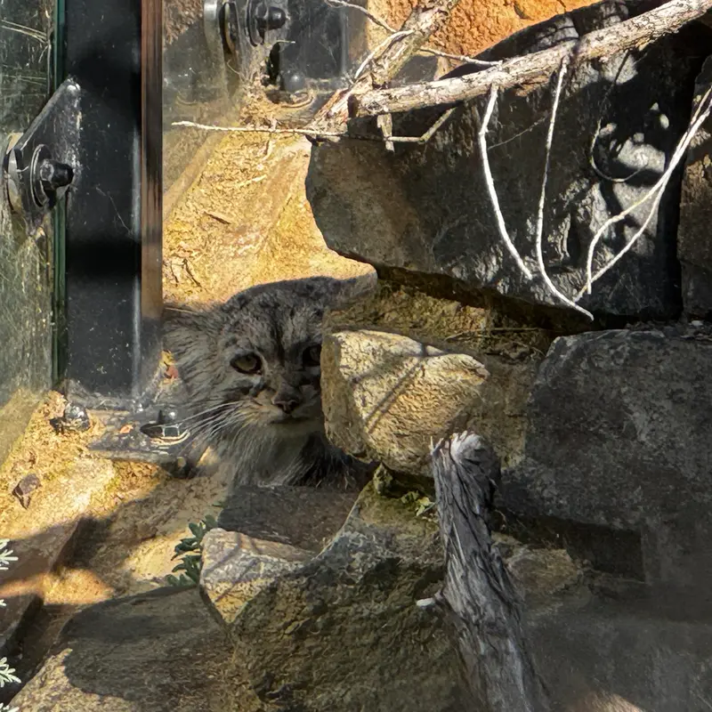 A photograph of Prinsessa in Prague Zoo