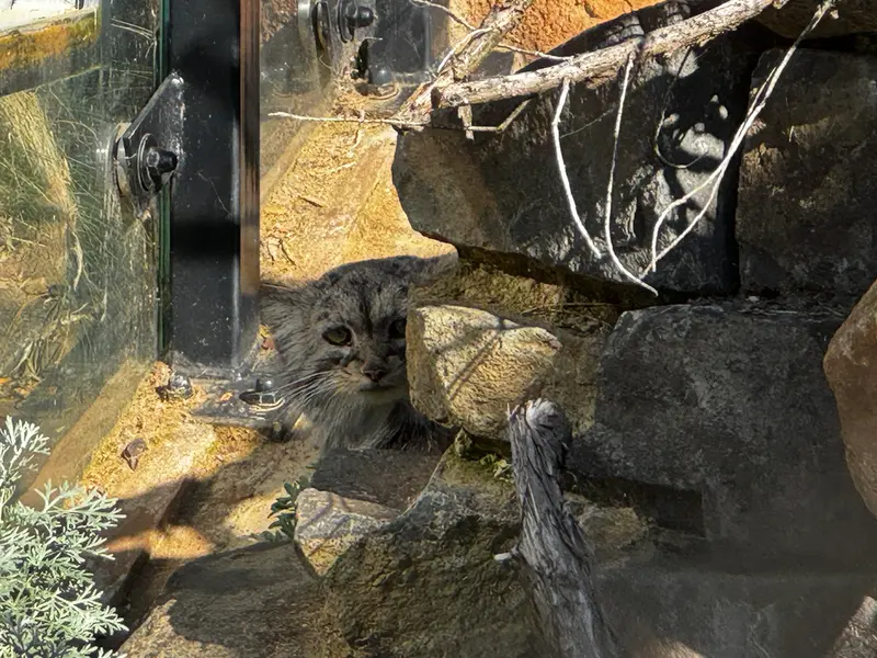 A photograph of Prinsessa in Prague Zoo