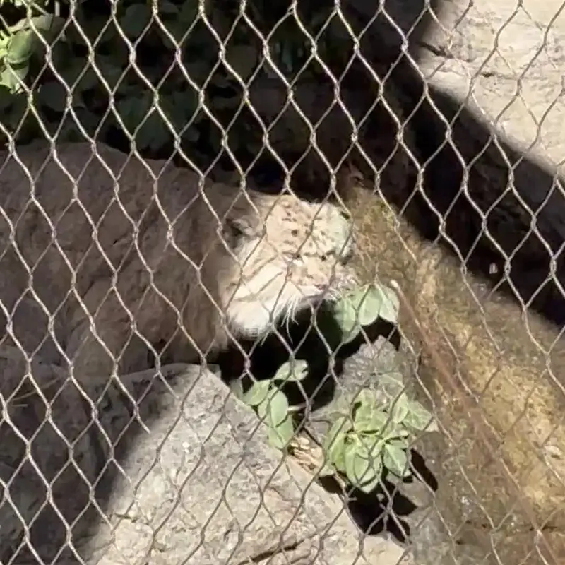 A photograph of a Pallas's cat in Prospect Park Zoo