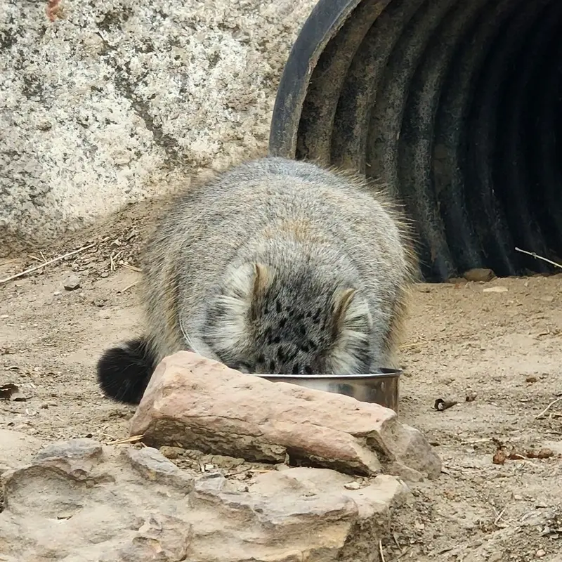 A photograph of Olive in Pueblo Zoo