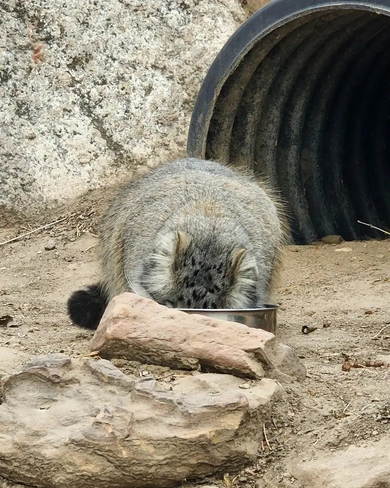 A photograph of Olive in Pueblo Zoo