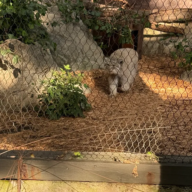 A photograph of Batu in Prospect Park Zoo