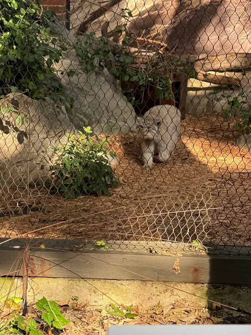 A photograph of Batu in Prospect Park Zoo