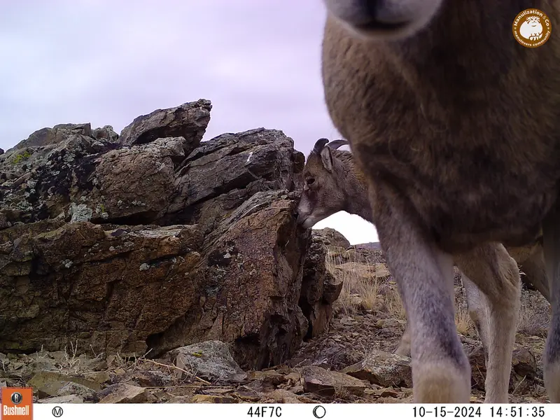 A photograph of Argali from Karashoky camera trap