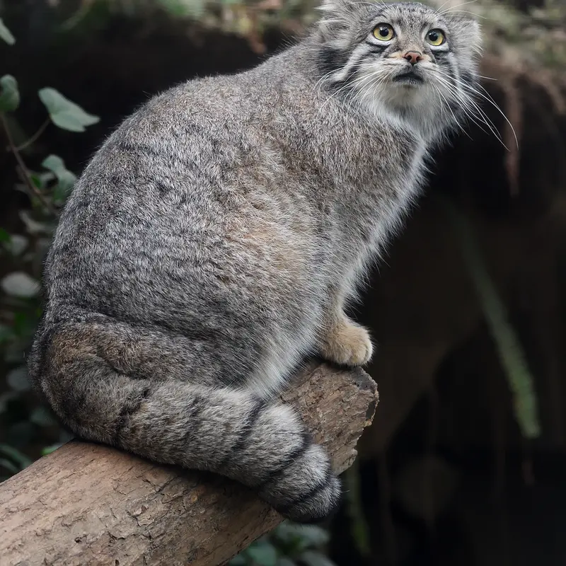 A photograph of Oto in Kobe Animal Kingdom