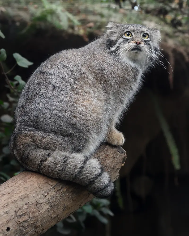A photograph of Oto in Kobe Animal Kingdom