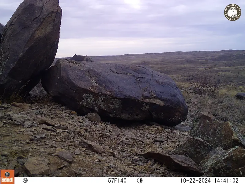 A photograph of Kazakh pika from Koshkar camera trap