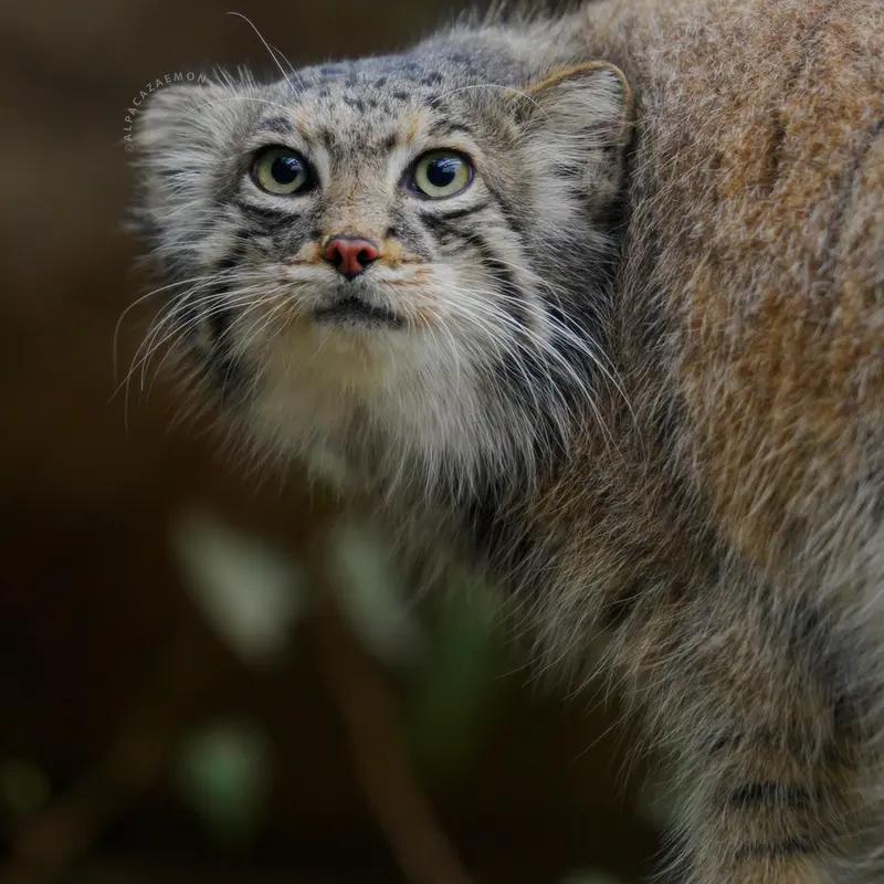 A photograph of Az in Kobe Animal Kingdom