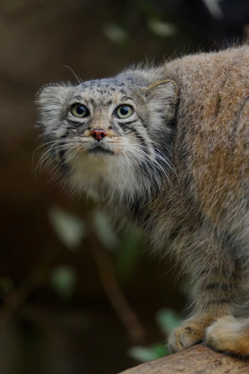 A photograph of Az in Kobe Animal Kingdom