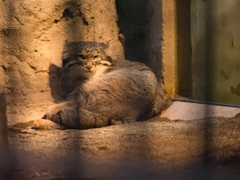 A photograph of Figa in Nogeyama Zoo