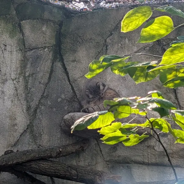A photograph of Tiina in Columbus Zoo and Aquarium