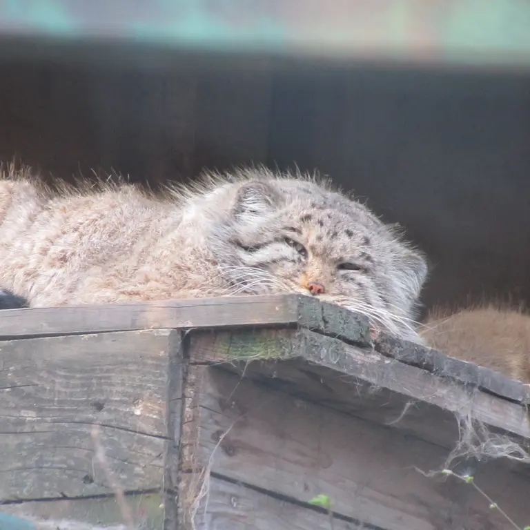 A photograph of Bohus in Budapest Zoo &amp; Botanical Garden