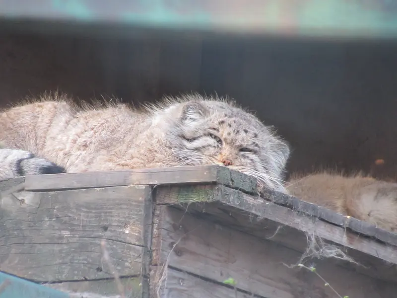 A photograph of Bohus in Budapest Zoo &amp; Botanical Garden