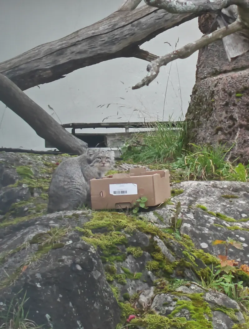 A photograph of Saga in Korkeasaari Zoo