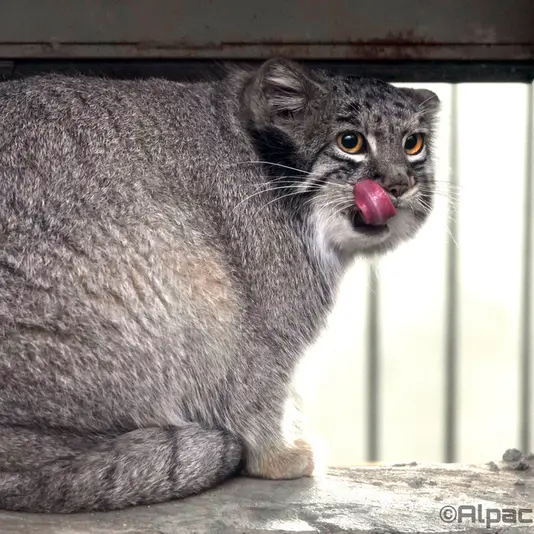 A photograph of Mei in Kobe Animal Kingdom