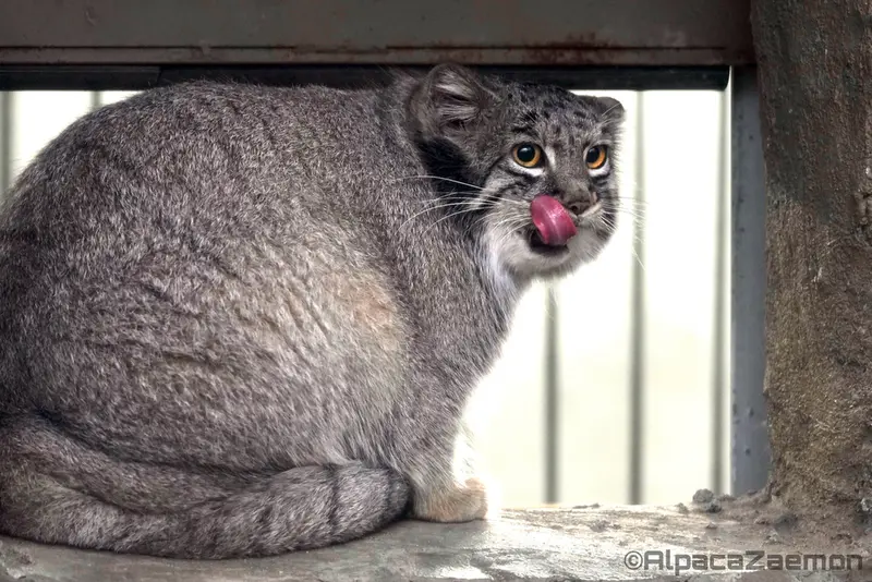 A photograph of Mei in Kobe Animal Kingdom