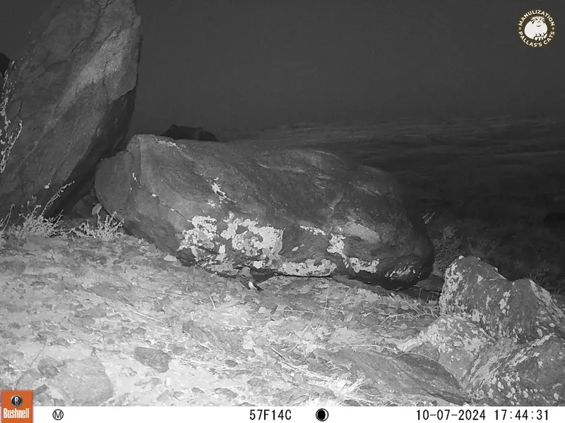 A photograph of a Pallas&#039;s cat from Koshkar camera trap