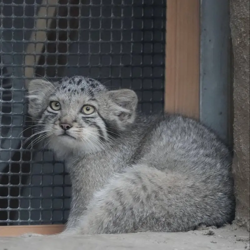 A photograph of San in Kobe Animal Kingdom