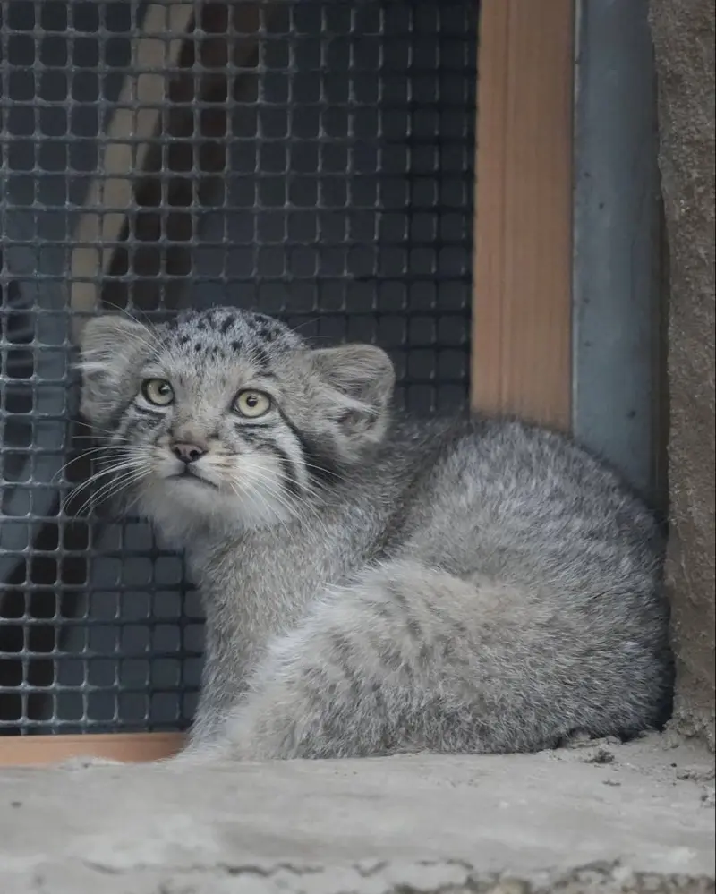 A photograph of San in Kobe Animal Kingdom