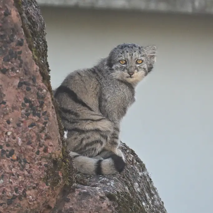 A photograph of Saimi in Korkeasaari Zoo