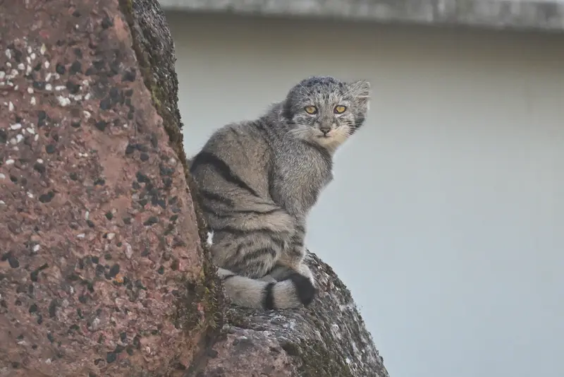 A photograph of Saimi in Korkeasaari Zoo