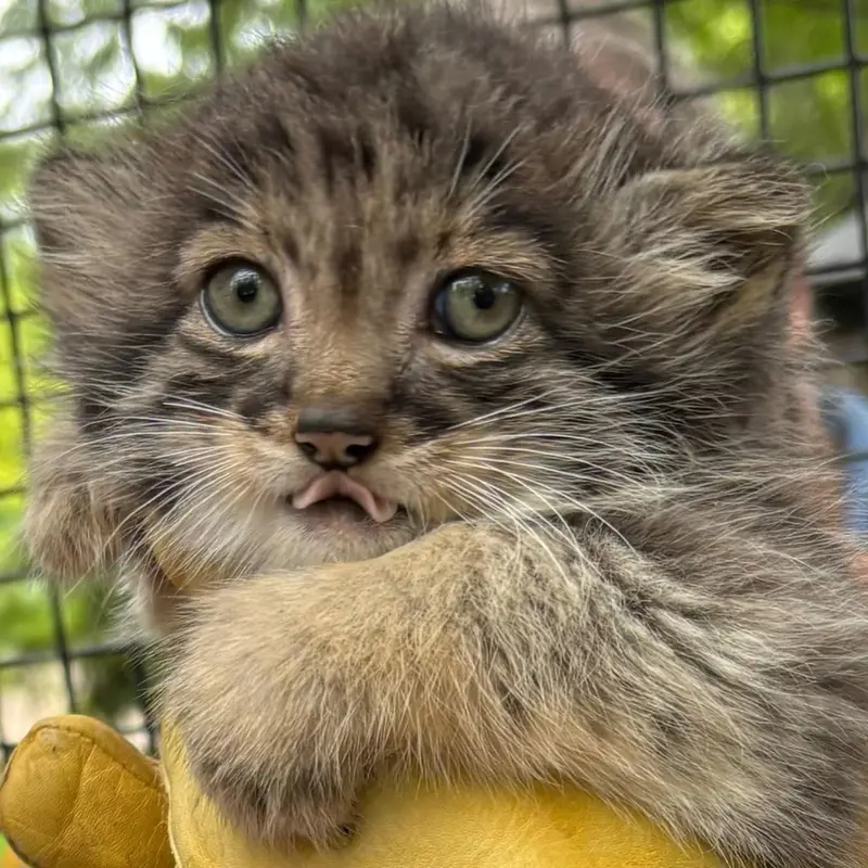 A photograph of a Pallas's cat in Niabi Zoo