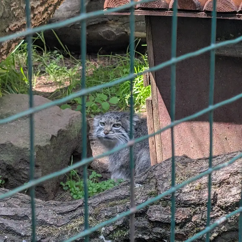 A photograph of Siberian girl in Chomutov Zoo