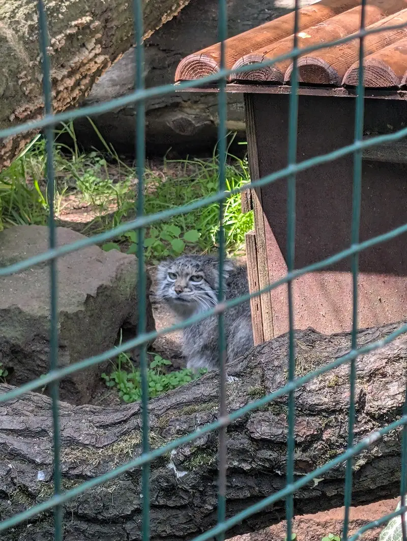 A photograph of Siberian girl in Chomutov Zoo
