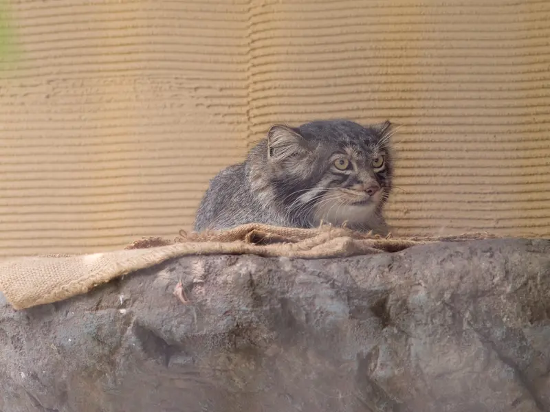 A photograph of Hide in Asahiyama Zoo