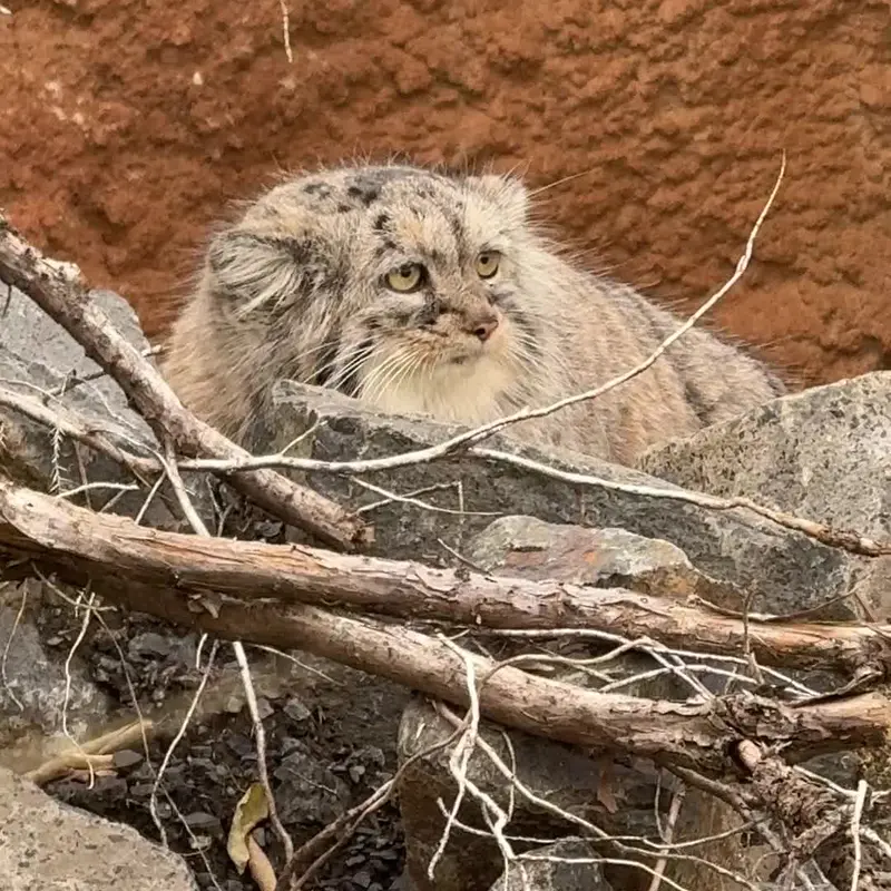 A photograph of a Pallas's cat in Prague Zoo