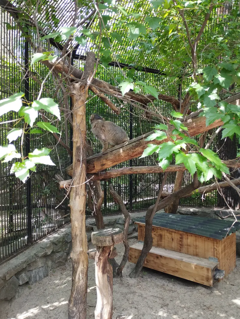 A photograph of a Pallas's cat in Novosibirsk Zoo