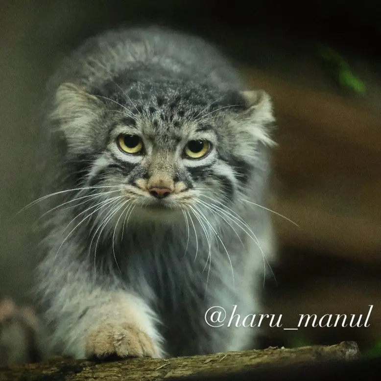 A photograph of Abrikos in Nasu Animal Kingdom