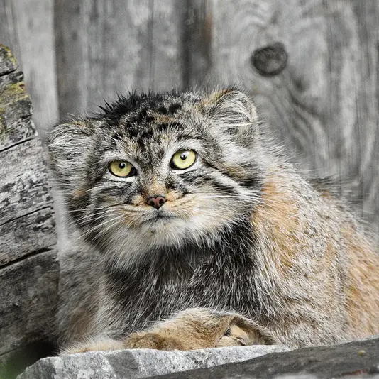 A photograph of Manuela in Tierpark Berlin