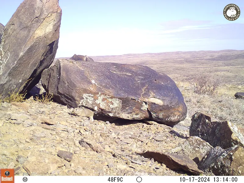 A photograph of Kazakh pika from Koshkar camera trap
