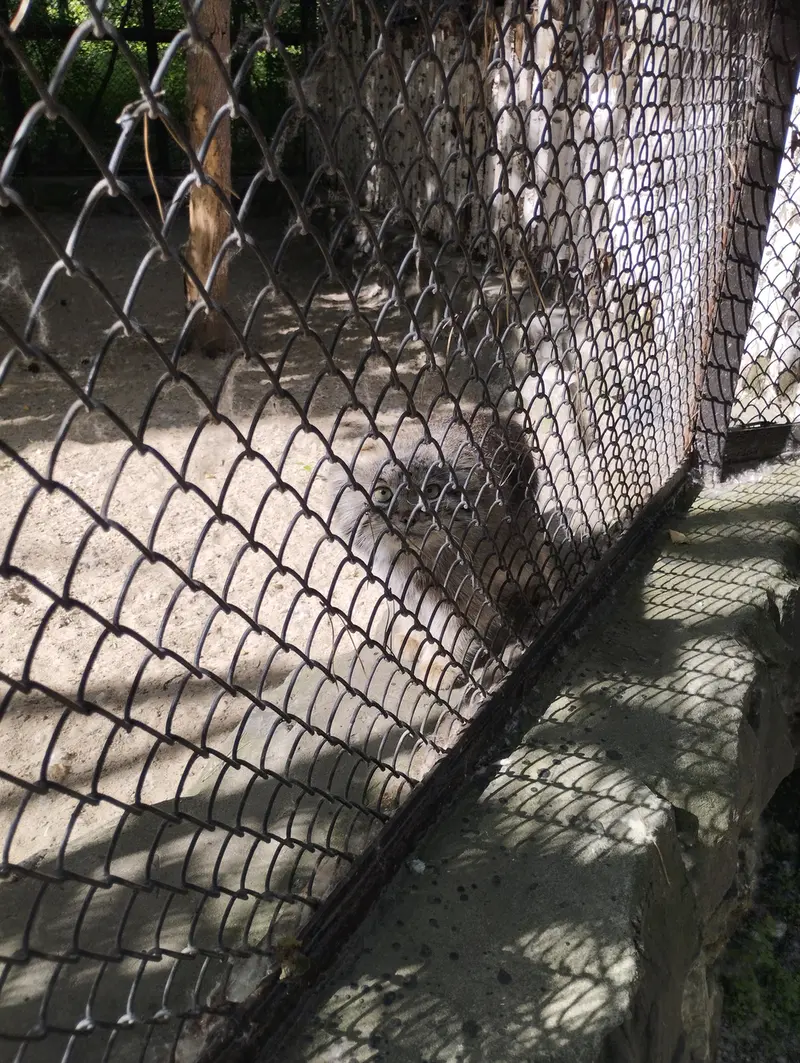 A photograph of a Pallas's cat in Novosibirsk Zoo