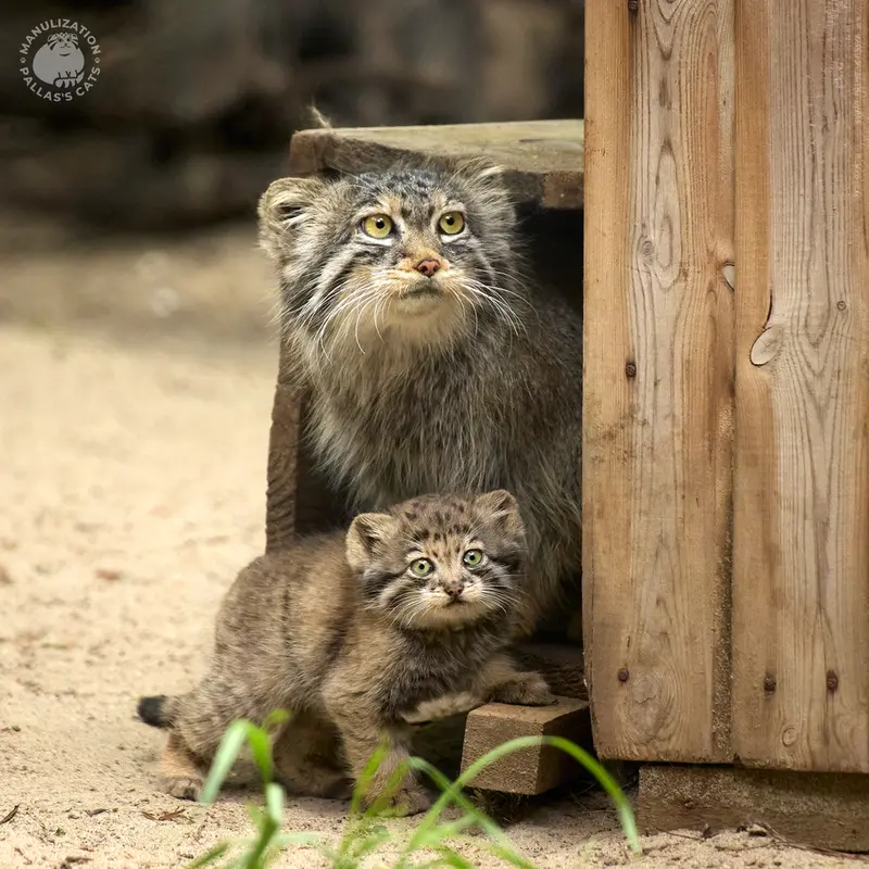 A photograph of Lolo and Daughter of Lolo 2024 Ⅶ in Novosibirsk Zoo