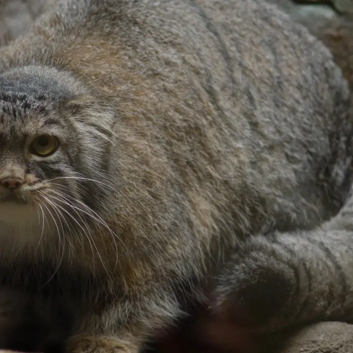 A photograph of a Pallas's cat in Ueno Zoological Gardens