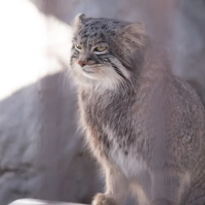 A photograph of Figa in Nogeyama Zoo