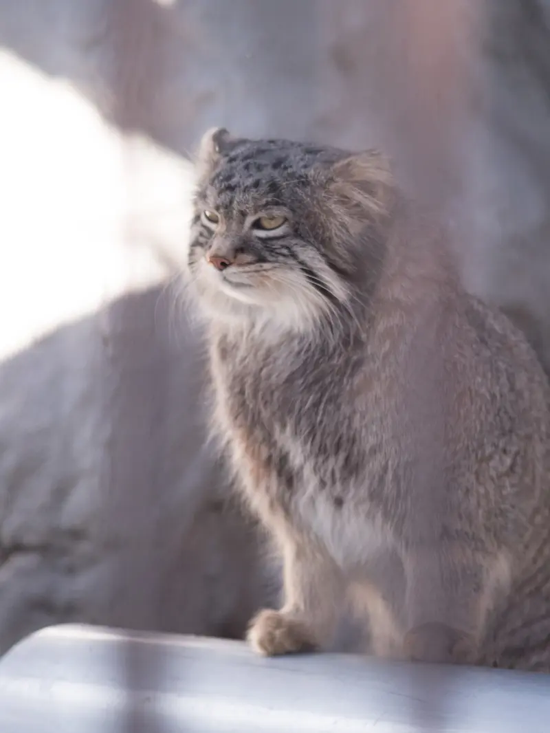 A photograph of Figa in Nogeyama Zoo