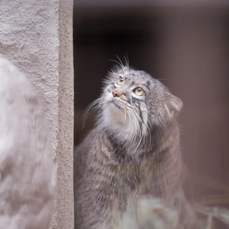 A photograph of Figa in Nogeyama Zoo