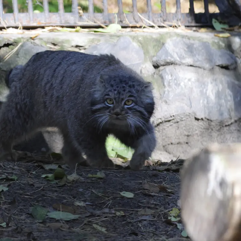 A photograph of Mensu in Novosibirsk Zoo