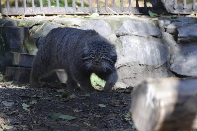 A photograph of Mensu in Novosibirsk Zoo