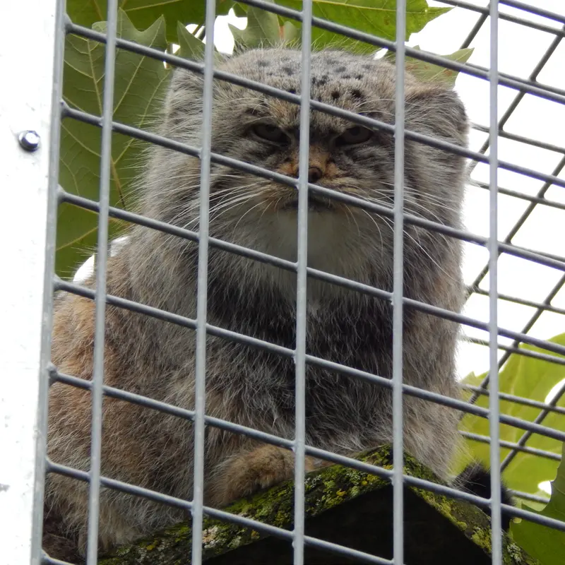 A photograph of Aldan in Zie-Zoo